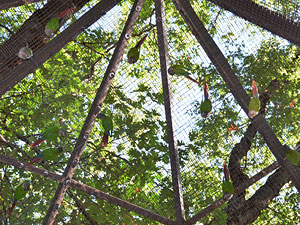 Green cheek conures hanging from the aviary ceiling. Photo by Richard DuPertuis, Mt. Shasta News.