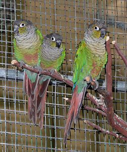 Green cheek conures. Photo by Richard DuPertuis, Mt. Shasta News.